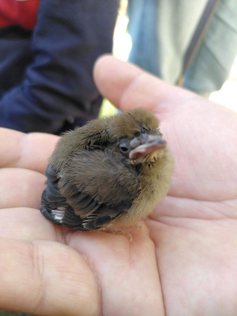 Un oisillon (moineau?) dans une main humaine