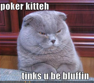 funny-pictures-poker-cat-thinks-you-are-bluffing-poker.jpg