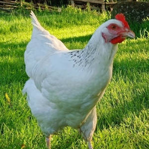 Malko