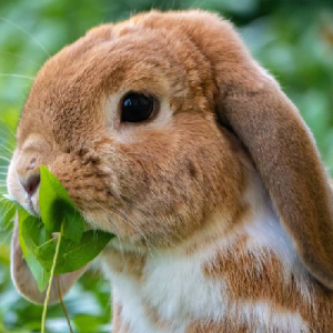 Cafou Lapin 🐰 🥕 - Nanabozo