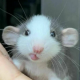 Nours